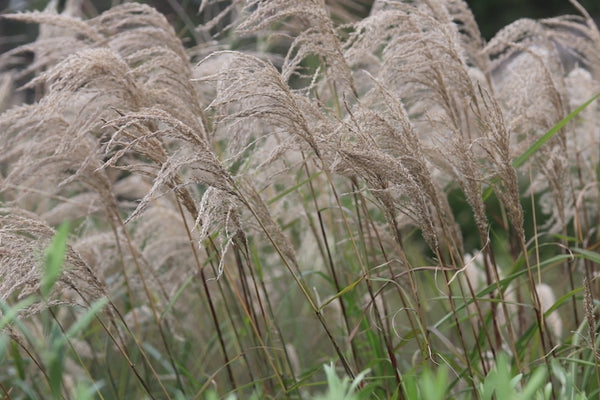 size matters choosing the right baby tears plant for your landscape