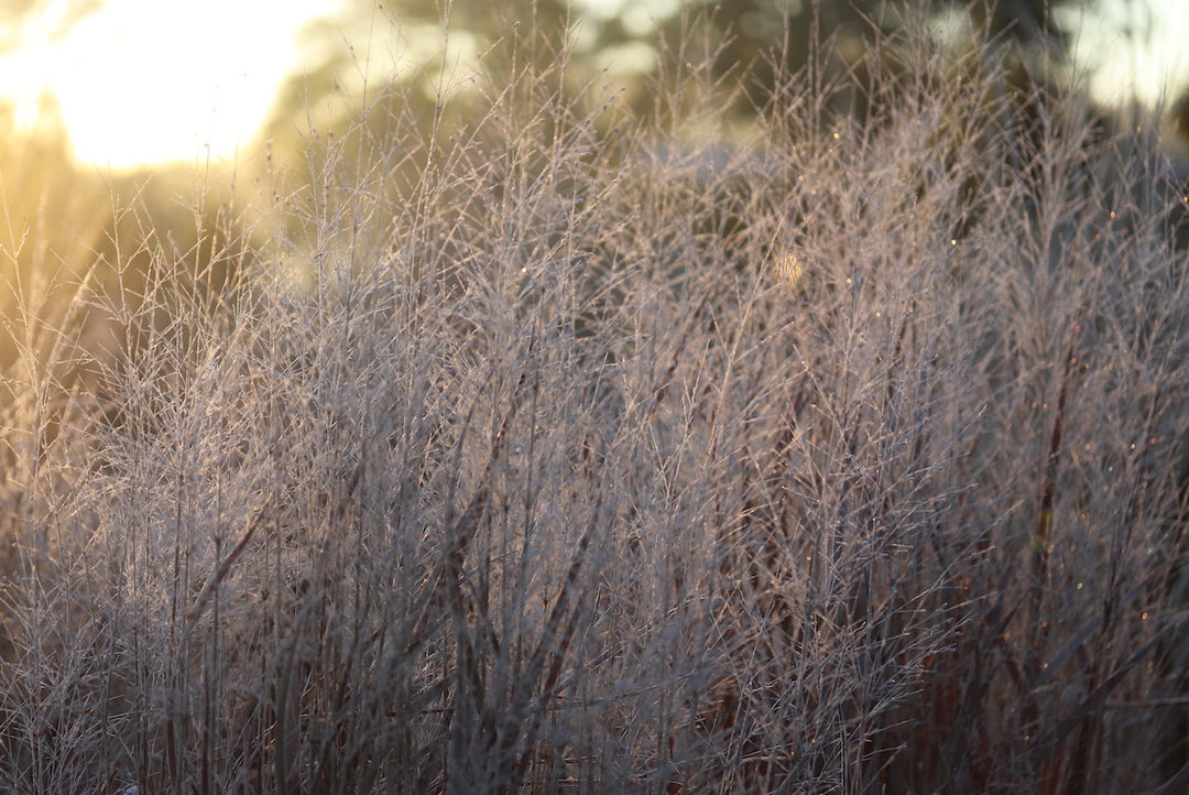 Winter Portrait