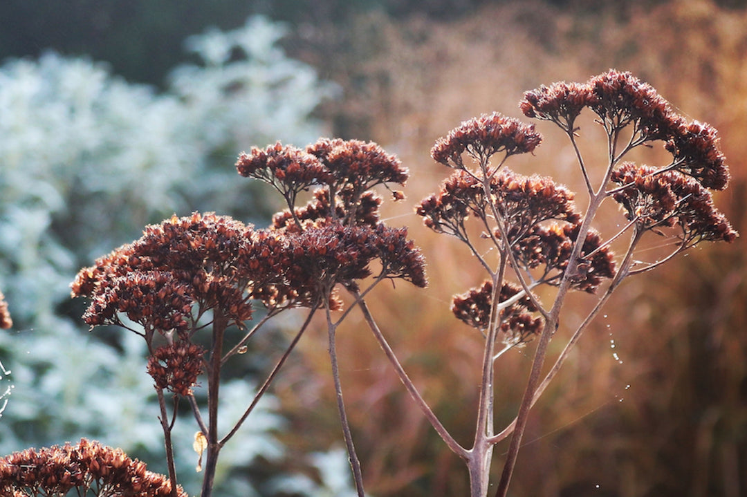 Mid-Winter Inspirations