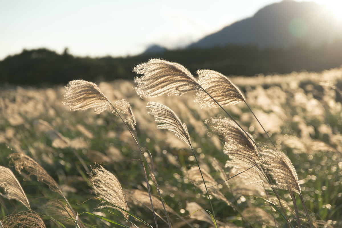 Pennisetum 'Red Buttons'