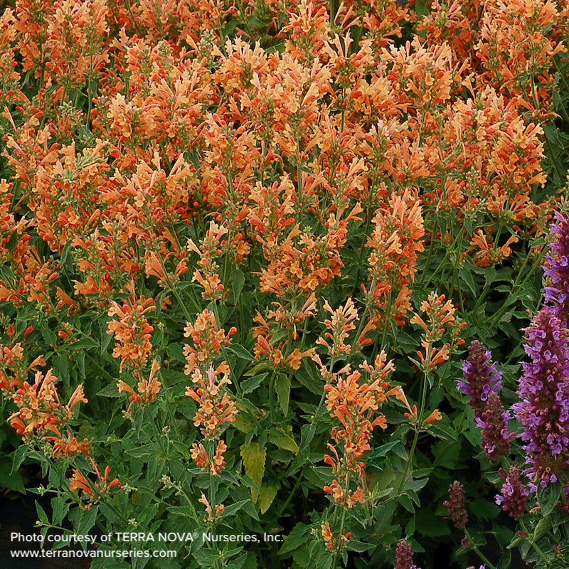 Agastache Poquito Orange