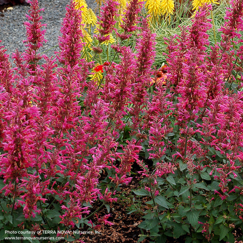 Agastache 'Morello'
