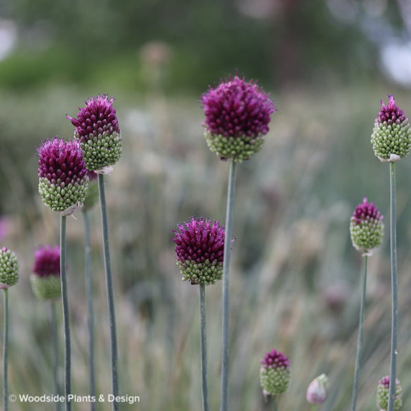 Allium sphaerocephalon