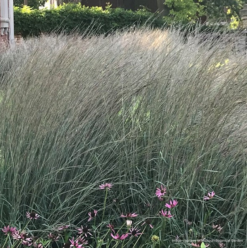 Andropogon (Schizachyrium) scoparius 'Blue Heaven'