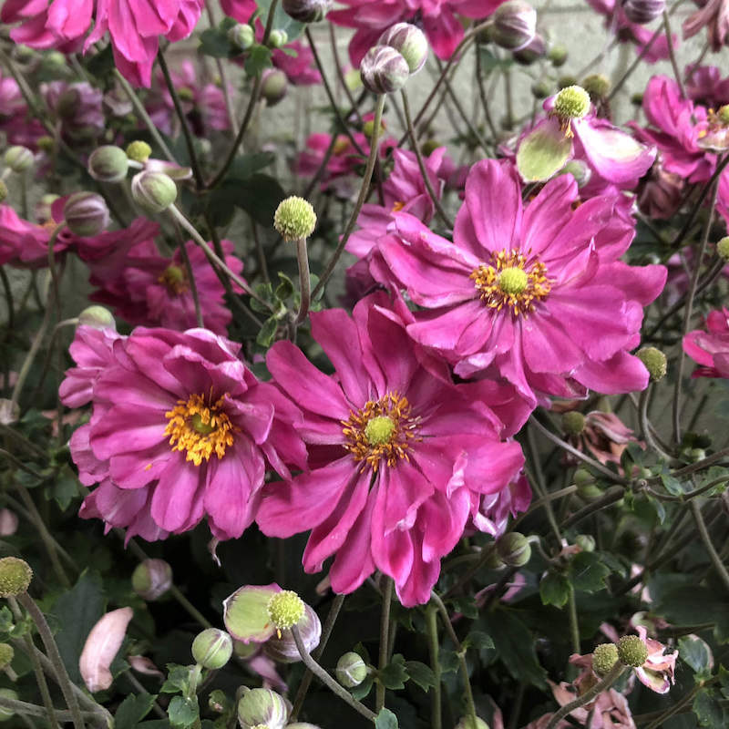 Anemone x hybrida 'Fall in Love - Sweetly'
