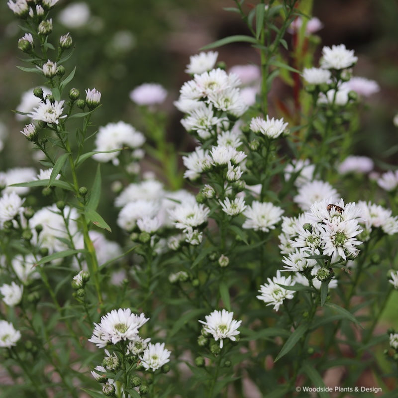 Aster (Symphyotricum) 'Blue Diamond'