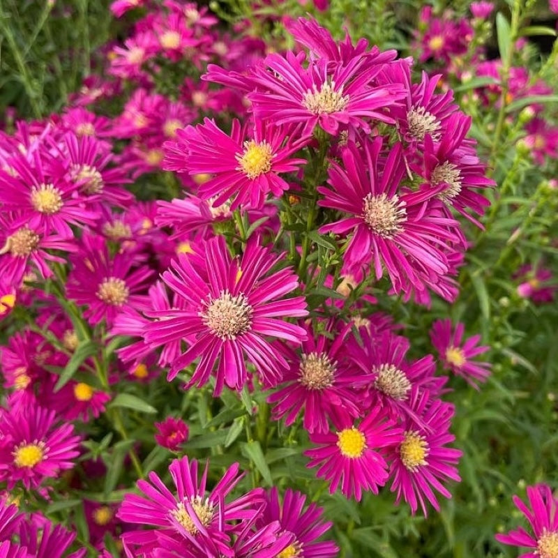 Aster novi-belgii 'Winston Churchill'