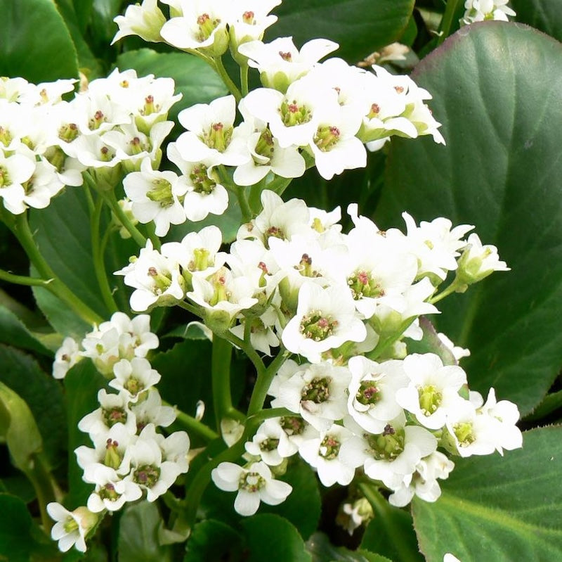 Bergenia stracheyi 'Bressingham White'