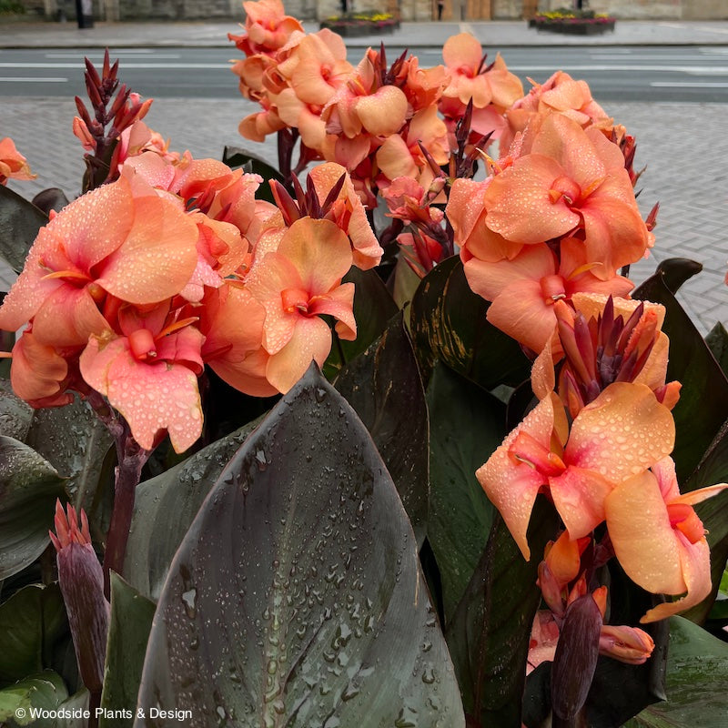Canna Cannova® Bronze Peach