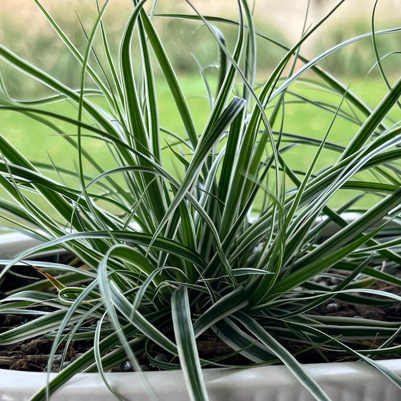Carex oshimensis 'Everest'