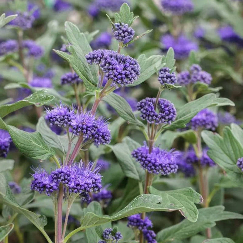 Caryopteris x clandonensis 'Grand Bleu'