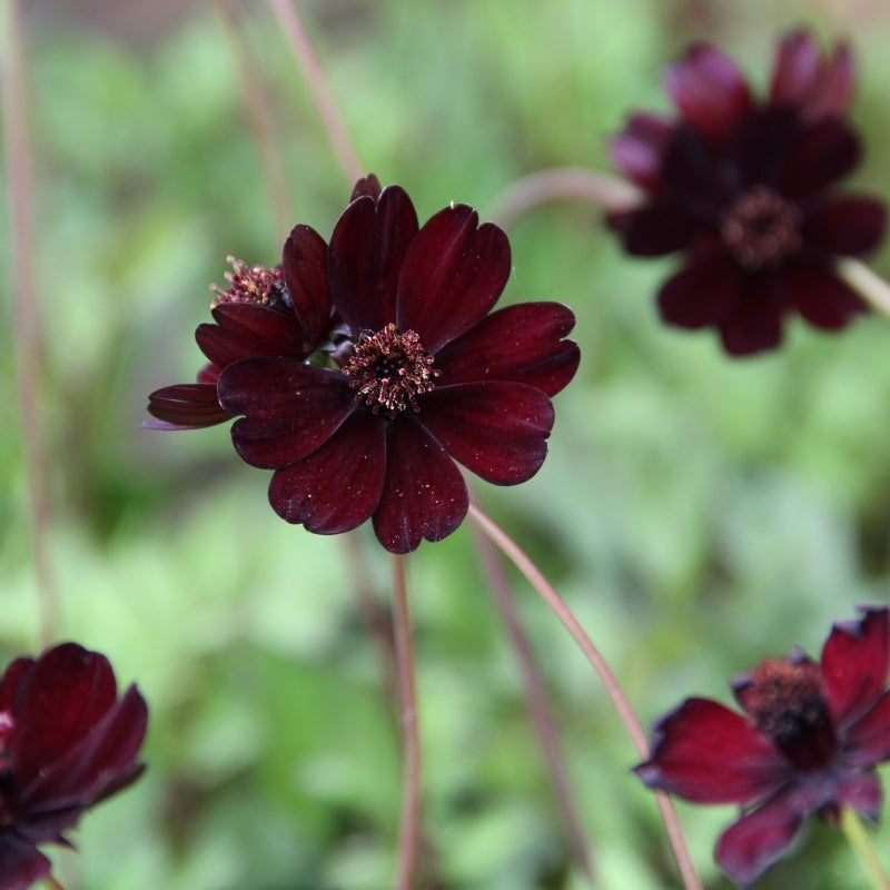 Cosmos atrosanguinens