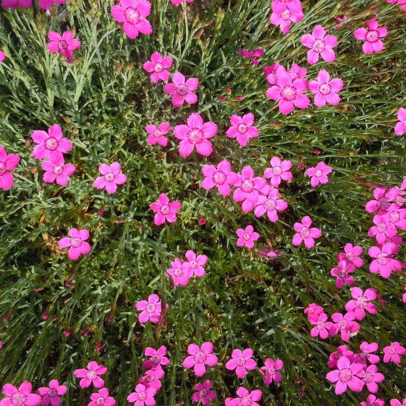 Dianthus deltoides