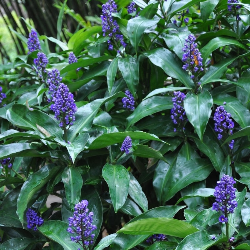 Dichorisandra thyrsiflora