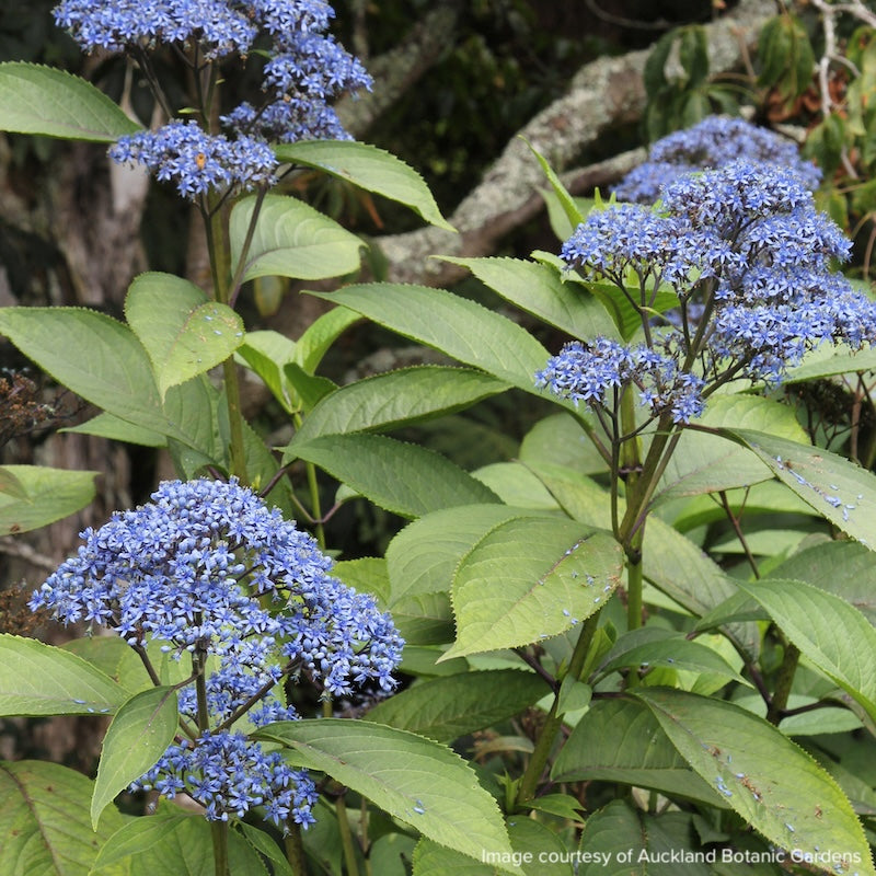 Dichroa versicolour