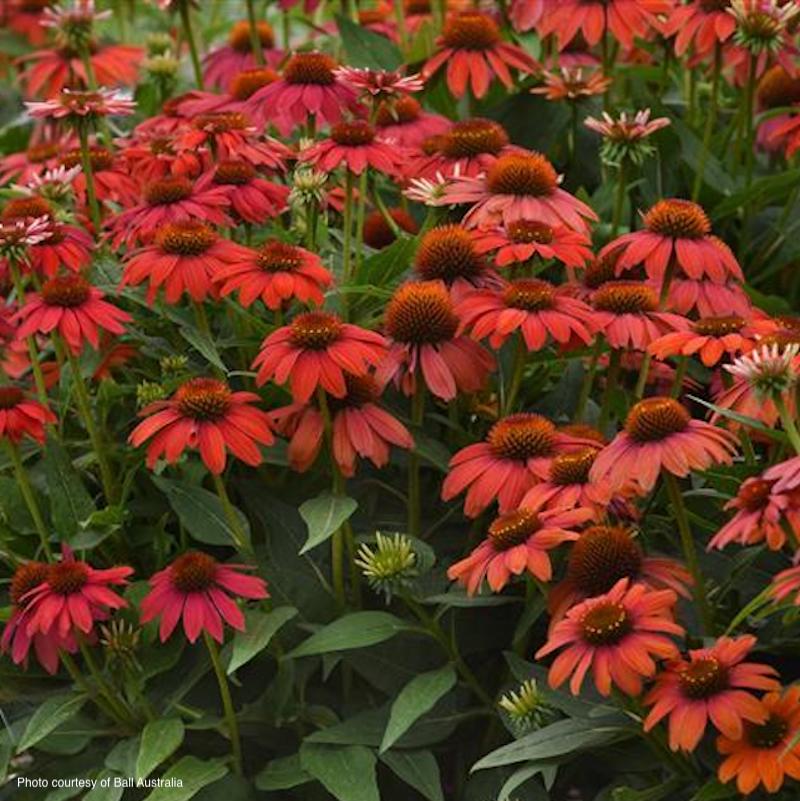 Echinacea Artisan™ Red Ombre