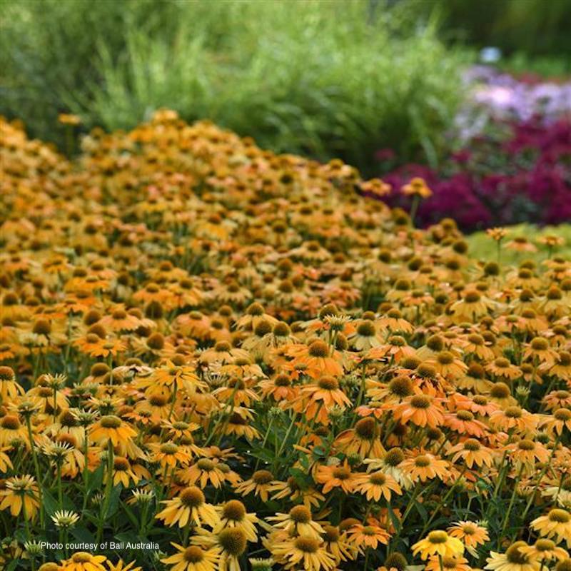 Echinacea Artisan™ Yellow Ombre