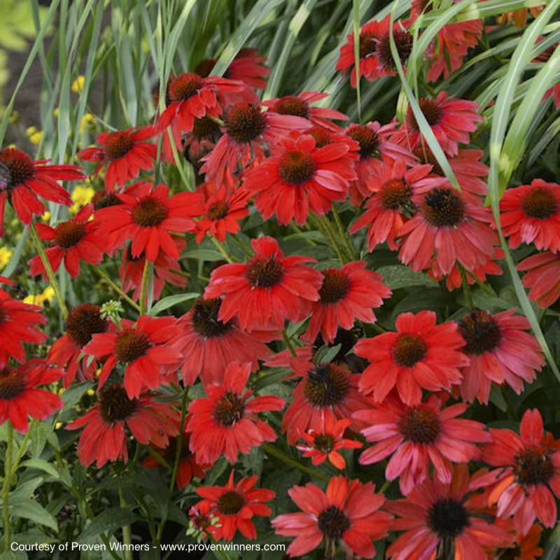 Echinacea Sombrero® Salsa Red