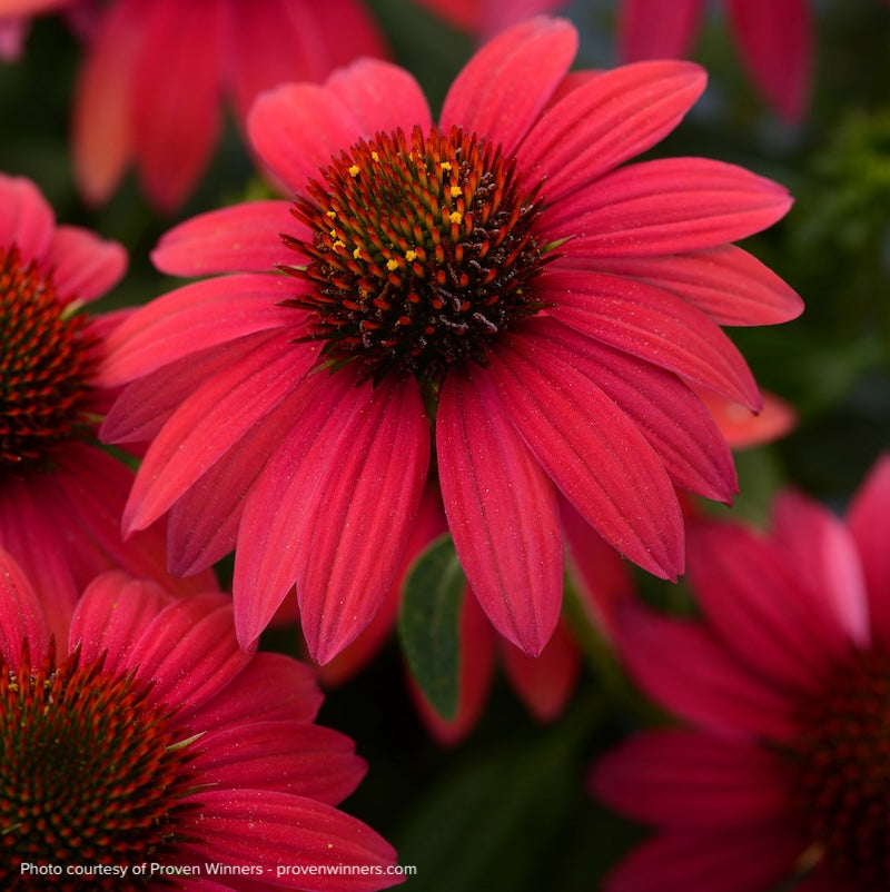 Echinacea Sombrero® Baja Burgundy