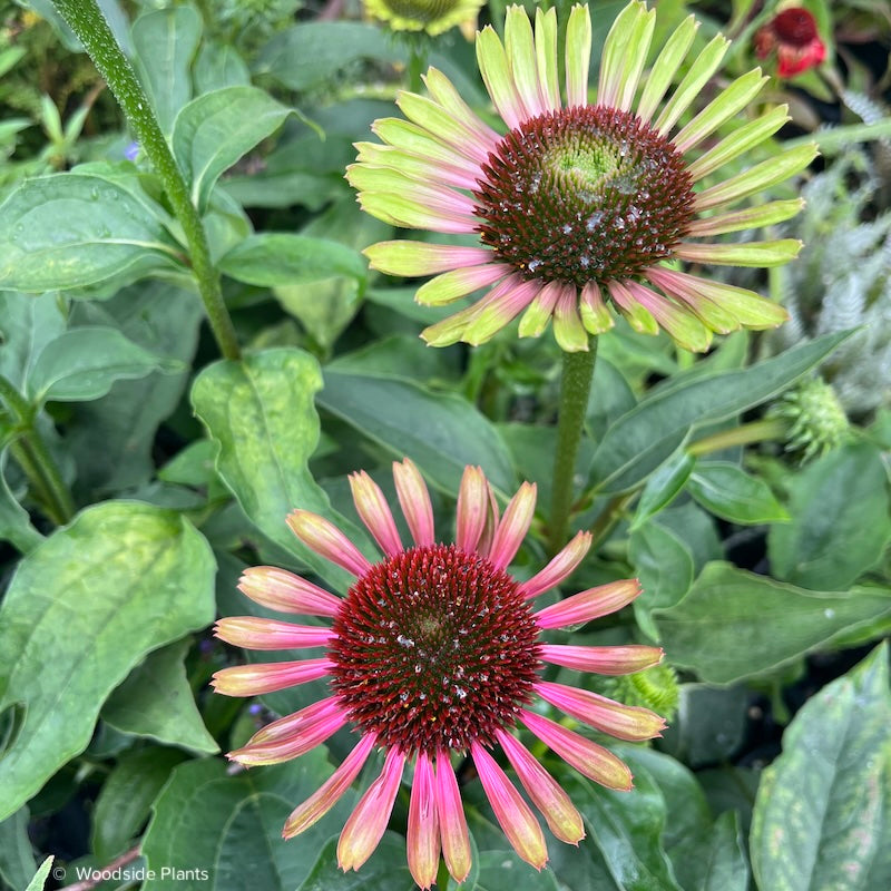 Echinacea 'Green Twister'