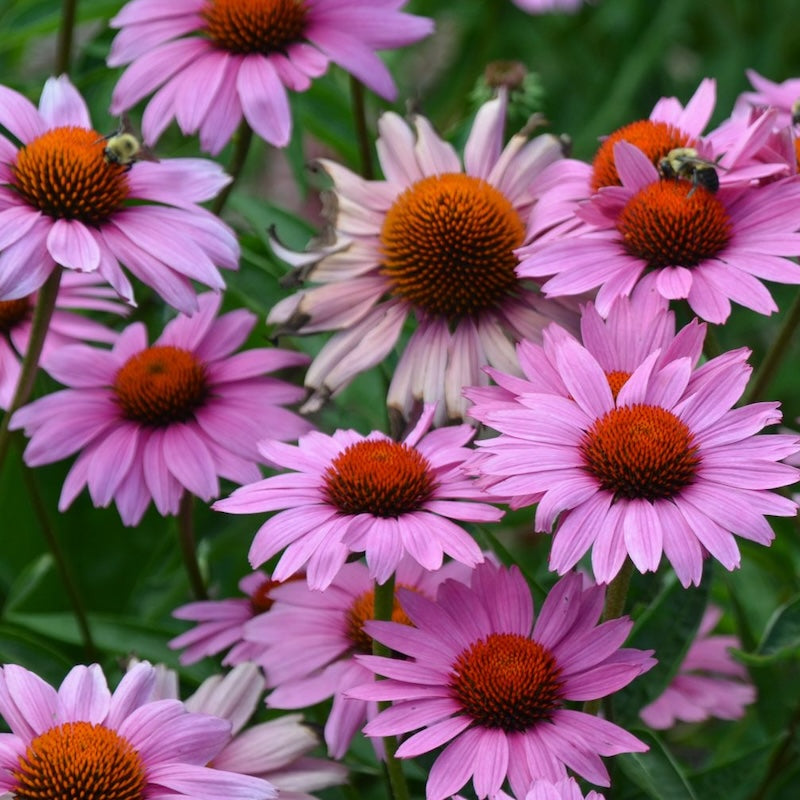 Echinacea purpurea 'Magnus Superior'