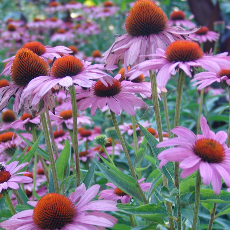 Echinacea purpurea 'Rubinstern'