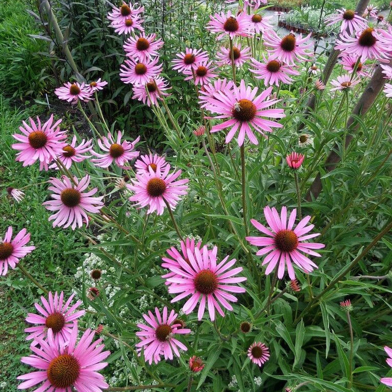 Echinacea tennesseensis 'Rocky Top'