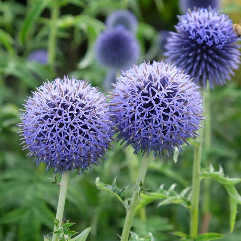 Echinops ritro
