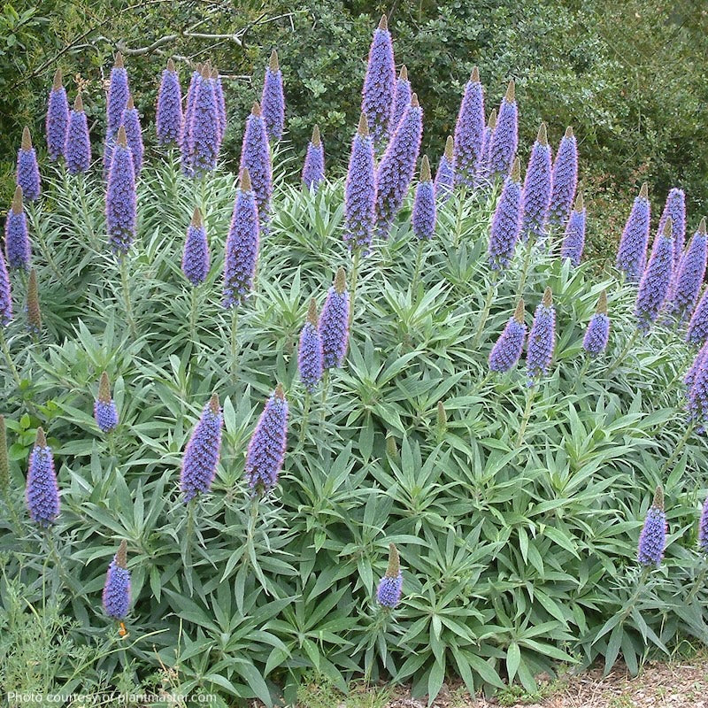 Echium candicans