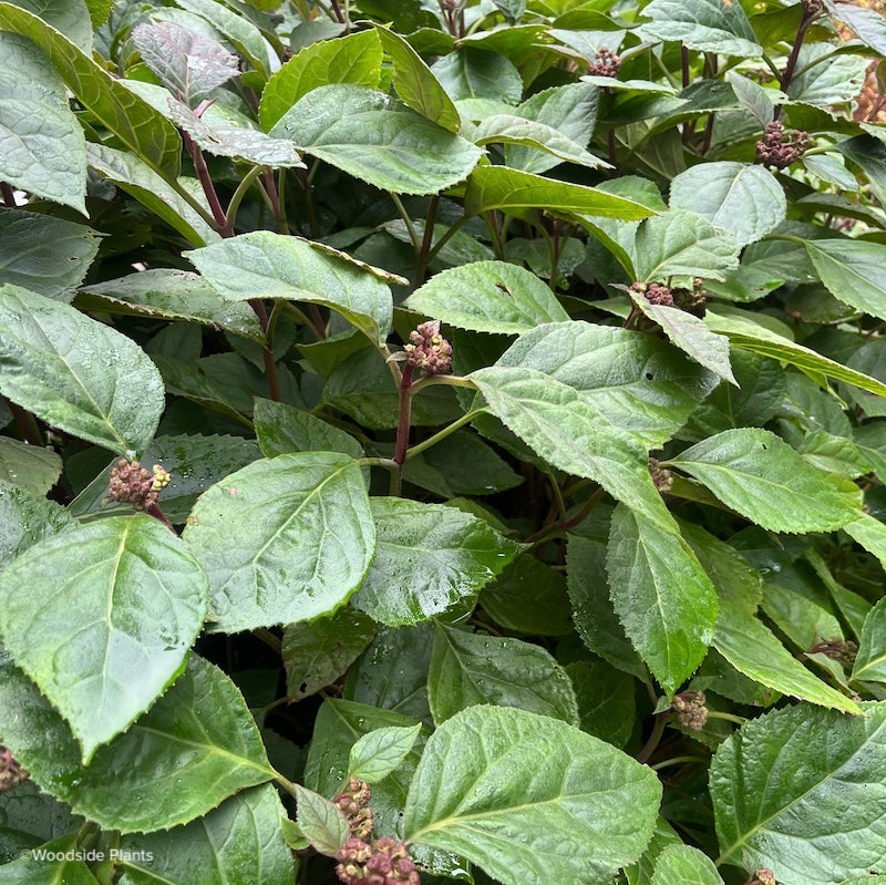 Eupatorium atrorubens