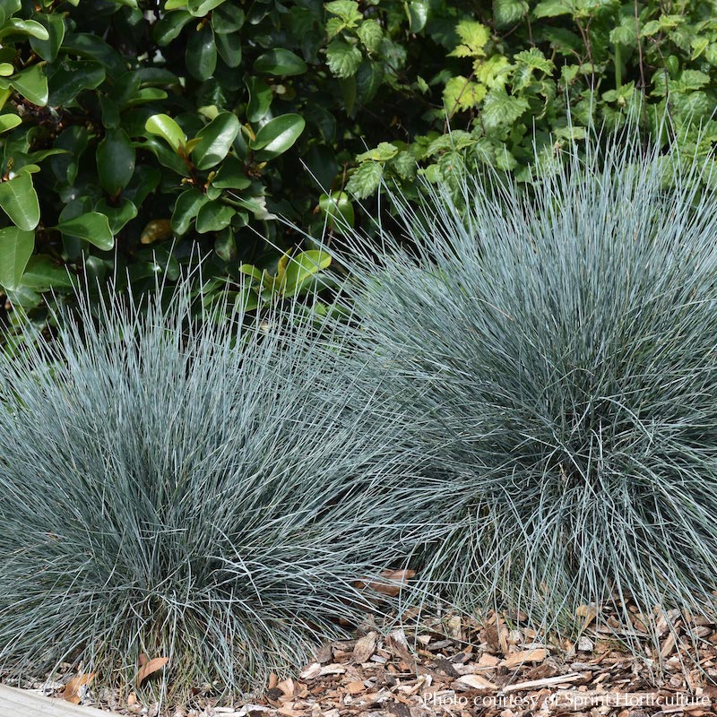 Festuca glauca 'Beyond Blue'™