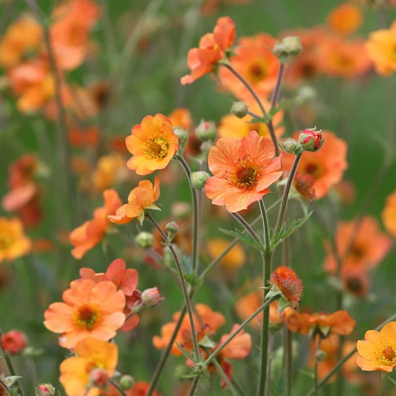 Geum 'Totally Tangerine'