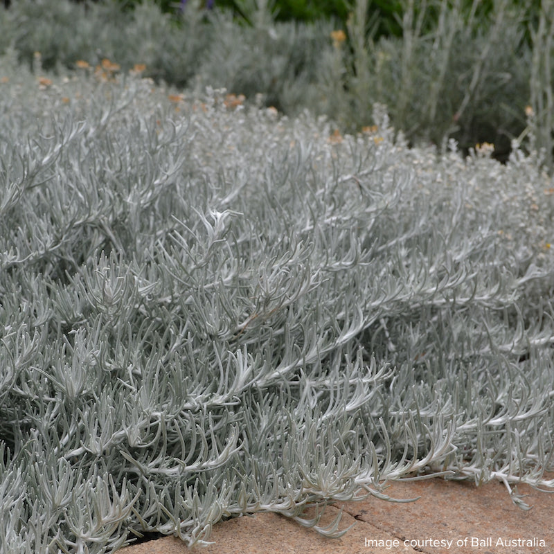 Helichrysum 'Silvio Spreading'