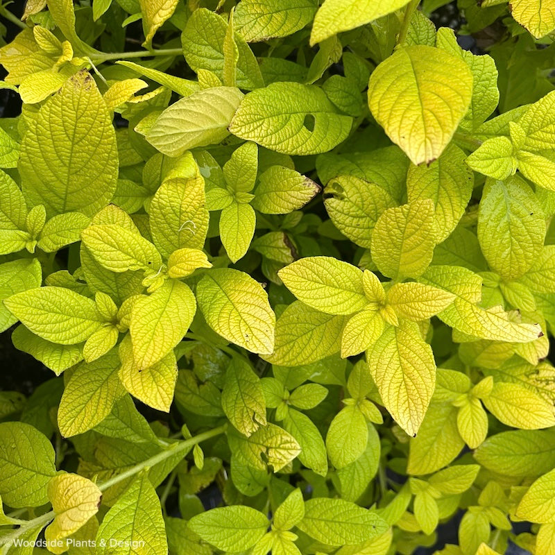 Heliotrope 'Golden Glow'