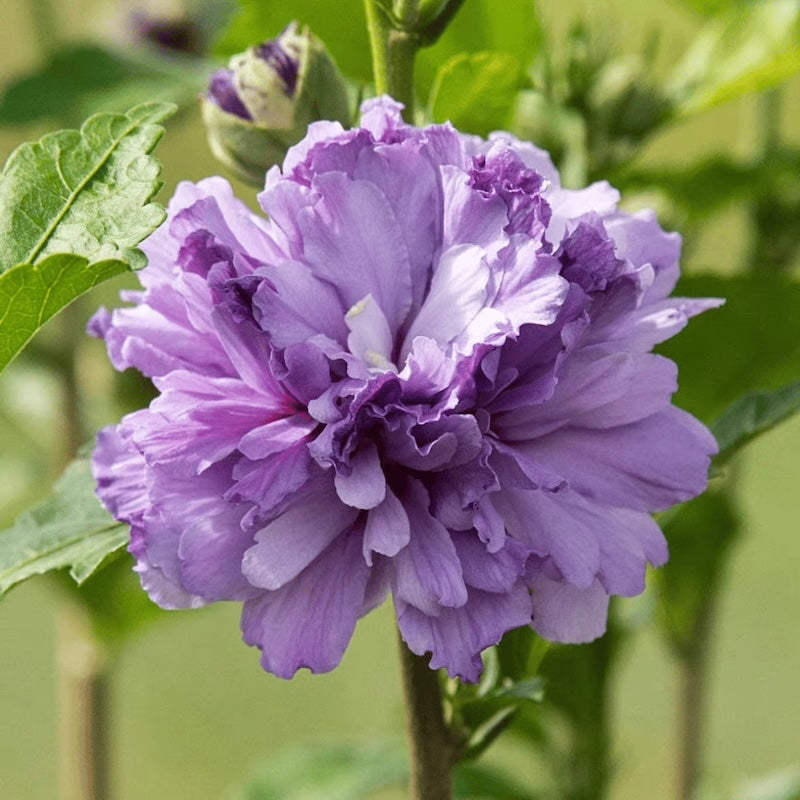 Hibiscus syriacus 'Double Purple'