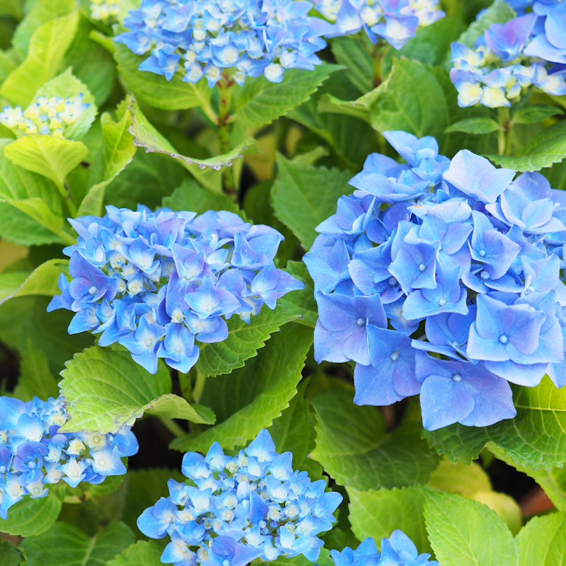 Hydrangea macrophylla 'Nikko Blue'