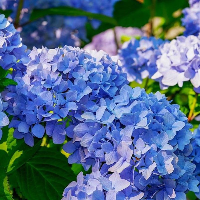Hydrangea macrophylla 'Blauer Zwerg'
