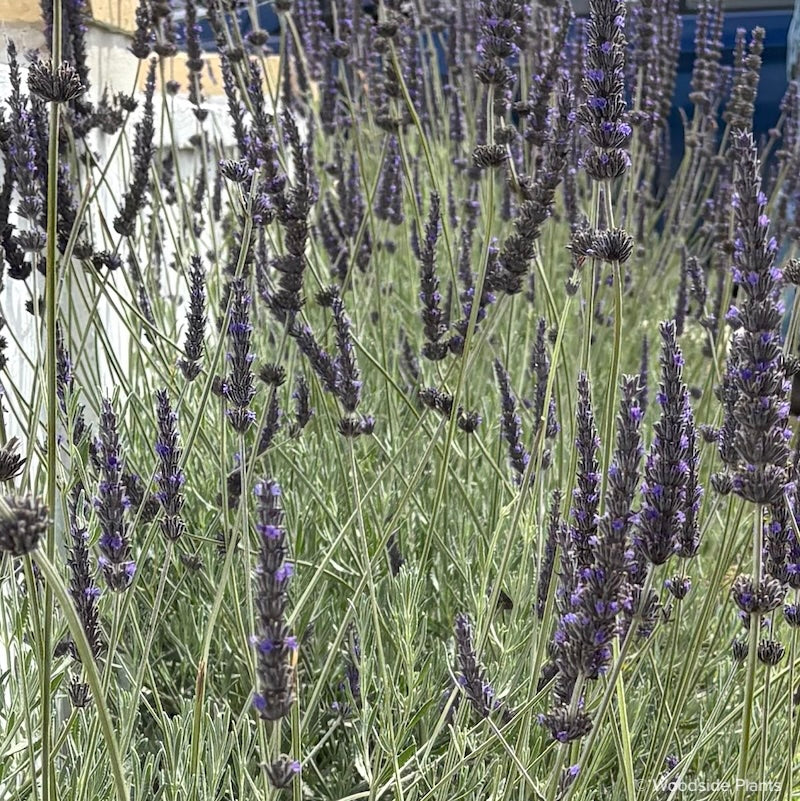Lavandula x heterophylla 'Riverina James' – Woodside Plants and Design