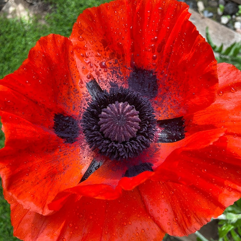Papaver orientale 'Beauty of Livermere'