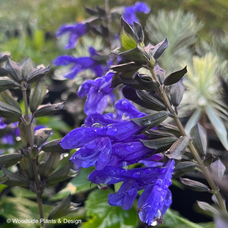Salvia 'Lake Baikal' (Salgoon Series)