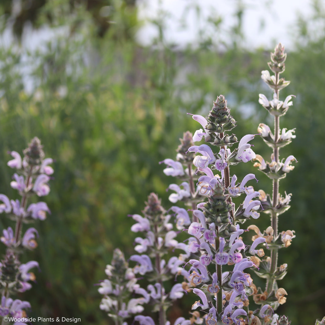 Salvia 'Shangri-La'
