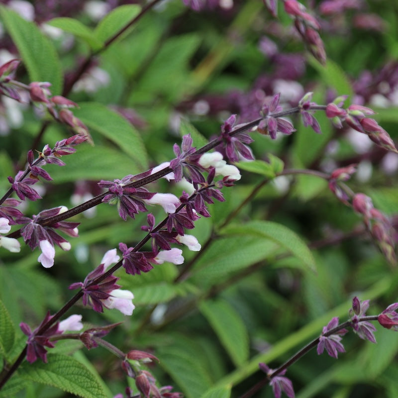 Salvia 'Waverly'