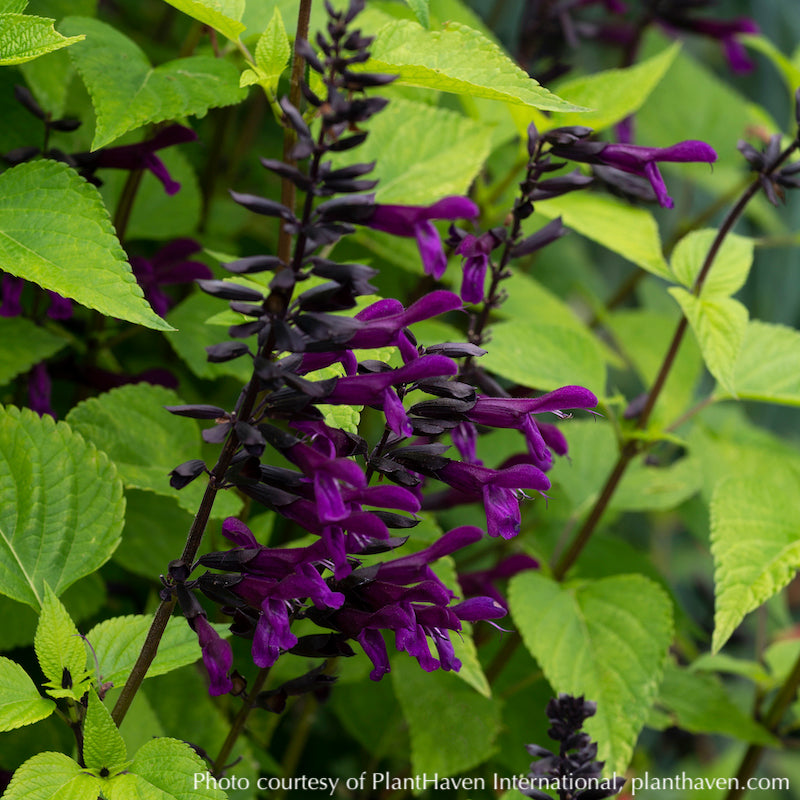 Salvia bodacious® 'Smokey Jazz'