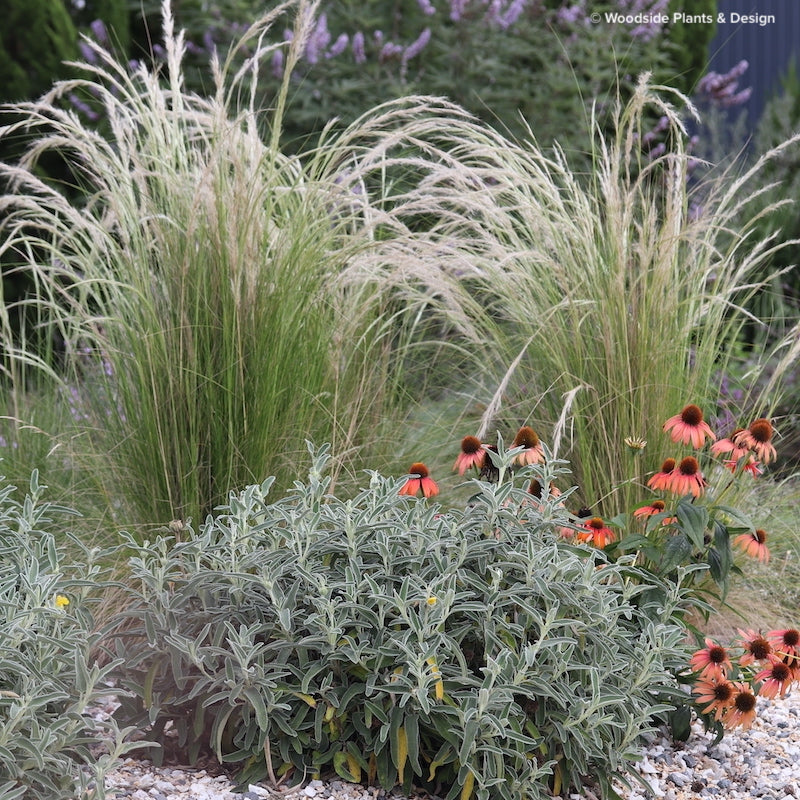 Stipa ichu