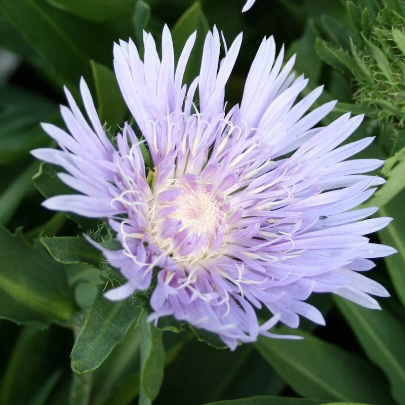Stokesia 'Omega Sky Rocket'