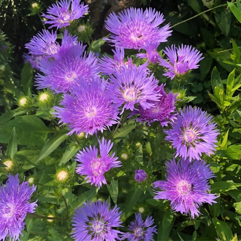Stokesia laevis 'Mel's Blue'