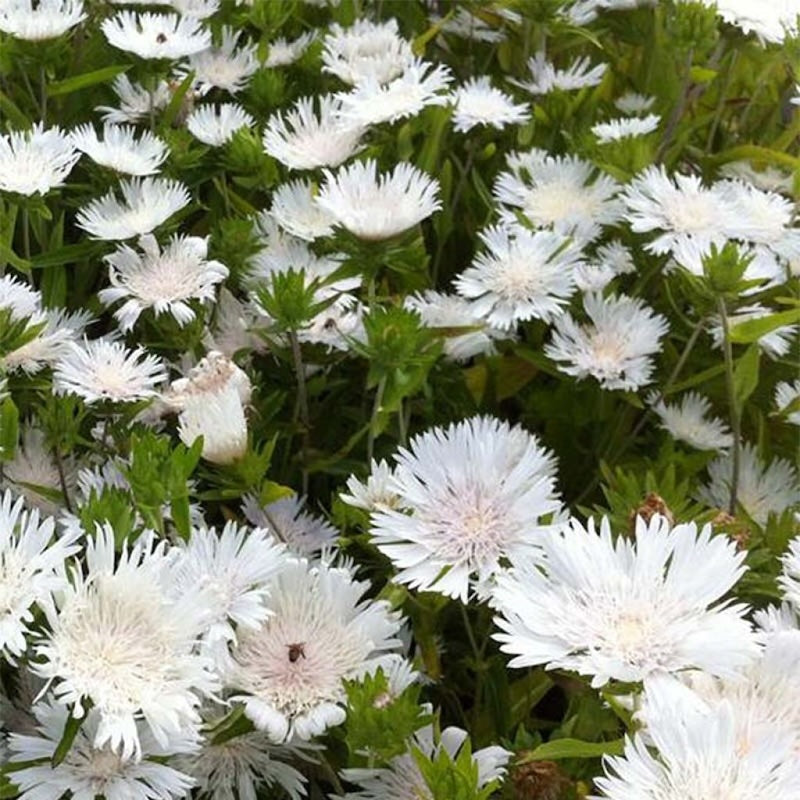 Stokesia laevis alba 'Traumerei'