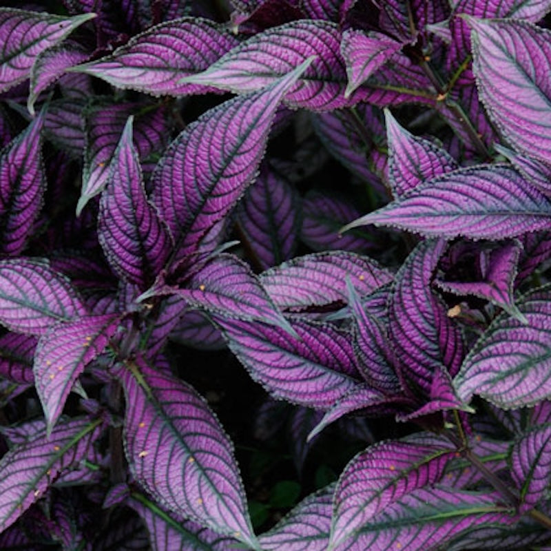 Strobilanthes dyeriana