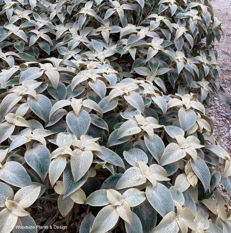 Strobilanthes gossypinus