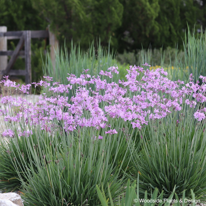 Tulbaghia 'John May Special'
